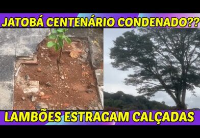 JATOBÁ CENTENÁRIO pode ser cortado / Lambões quebram passeios em Ouro Fino JATOBÁ CENTENÁRIO pode ser cortado / Lambões quebram passeios em Ouro Fino