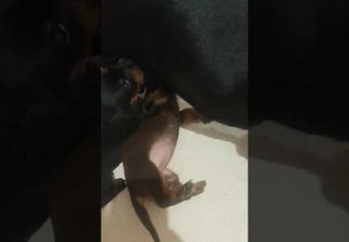 Filhotes Dachshund – Cofap – Salsicha. #dachshund Filhotes Dachshund – Cofap – Salsicha. #dachshund