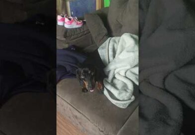 O cozimento é marca registrada da Rebecca. #dachshund